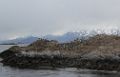0705-dag-30-058-Terra del Fuego Ushuaia Beagle Canal
